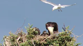 Eagle feeding chicks a seagull