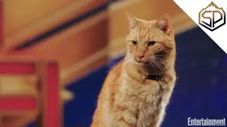 Интервью с котом по кличке Гусь | Капитан Марвел