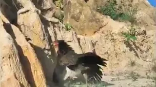 Hawk vs chicken