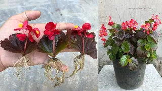 Surprised with how to propagate begonias from leaves│Begonia