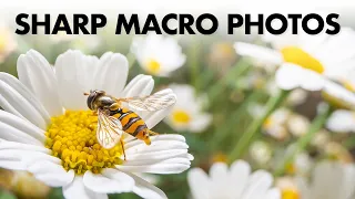 How to take Sharp Macro Photos: 4 Things You Must Know