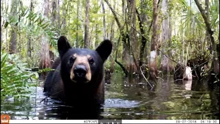 Florida Black Bear in the Swamp with Bushnell 24 MP