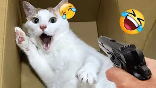 New Funny Animals 2024 😛 Funniest Dogs and Cats 🐈🐕