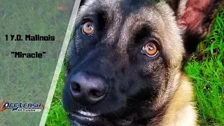 1 YEAR OLD MALINOIS 'MIRACLE' 2 WEEK BOARD & TRAIN W/BRIDGETT