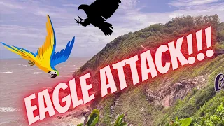 Eagle attacks macaw