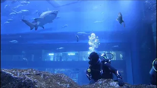 Shark dive dubai aquarium! Very close meeting with sharks😳