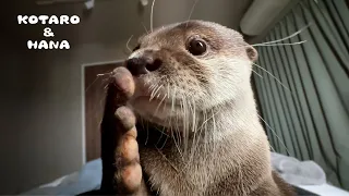 How My Otter Wakes Me Up