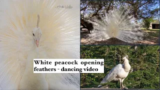 White peacock opening feathers - dancing video | The most beautiful white peacock | real sounds