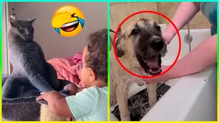 Animales Más Dramáticos 😂 Parte 6