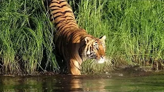 Man Eating Tigers of The Sundarbans (NatureDocumentary)