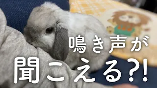 うさぎの鳴き声が聞こえる？【ホーランドロップ / Bunny / Holland lop】