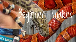 5 Great Beginner or Entry Level Snakes - 2023 Edition