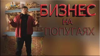 РАЗВЕДЕНИЕ ВОЛНИСТЫХ ПОПУГАЕВ.