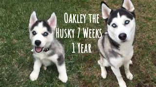 Husky puppy (Oakley) growing up 7 weeks - 1 year