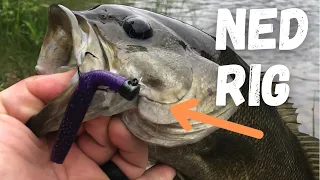 Ned Rig- The best smallmouth bass Lure ever!