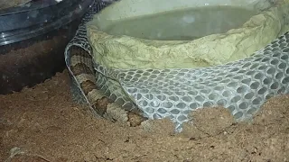 CREEPY COOL Video of Corn Snake Shedding it's Skin in Cage!!!