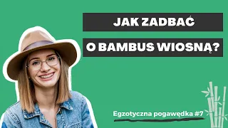 Wiosenne zabiegi pielęgnacyjne dla bambusów | Egzotyczna pogawędka #7