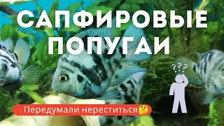 Почему - то попугаи передумали нереститься?! Zebra Parrot Cichlid