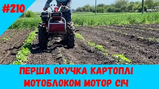 Перша окучка картоплі мотоблоком Мотор Січ