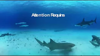 360° Great Hammerhead Shark Encounter   National Geographic 3 injected