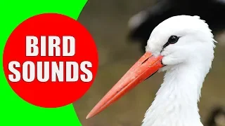 WATER BIRDS Sounds - Shore Birds, Sea Birds, Aquatic Birds and Waterfowls Identification Video