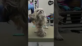 Grooming a matted dogs face