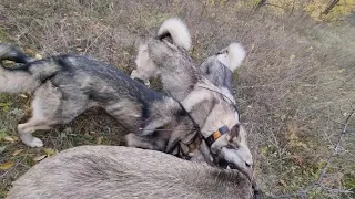 Охота на кабана без ружья. Лайки зажали подсвинка.