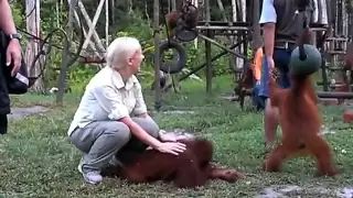 Orangutan part 1 of 4