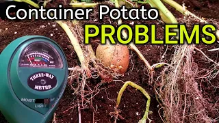 Potential Potato Problems When Growing Potatoes in Containers Part 2