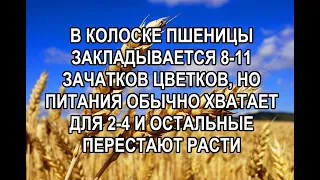 Как увеличить количество зерен в колосках пшеницы