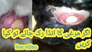 Fixing/treating a chicken prolapse vent & removing a bound eggانڈہ پس گیا