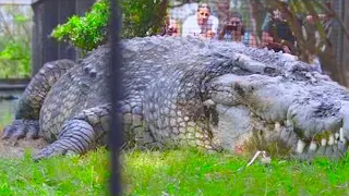 10 Crocodiles Anormalement Grands Qui Existent Réellement