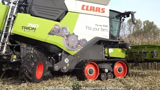 Claas Trion 750 TT / Körnermais Ernten - Harvesting Corn  2021