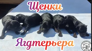 Щенки ягдтерьера ч.1   Jagdterrier puppies