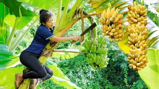 Harvesting Banana Fruit to sell at the market - Gardening - Build farm  | Nga Daily Life New