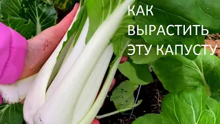 Собираю УРОЖАЙ КРУГЛЫЙ ГОД.  Только так выращиваю  капусту  Пак Чой