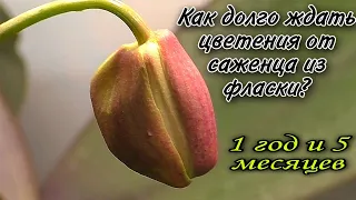 🥳Это целое событие Сеянец из фласки зацвёл🔥👍