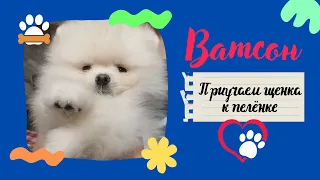 Приучаем щенка к пелёнке