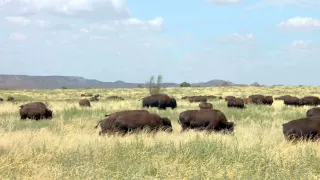 Buffalo: Lifeblood of the Plains Indians