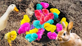 Tangkap Ayam Lucu, Ayam Warna Warni, Ayam Rainbow Gokil, Kelinci, Kucing Lucu, Bebek, Hewan Lucu #15