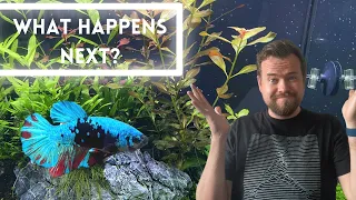 Can you add a Betta to a community aquarium | Tips & Tricks