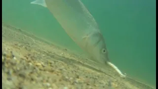 Underwater Camera footage of my fishing Line