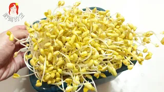 Bean Sprouts | Yellow Bean Sprouts 【Soy Bean Sprouts】guaranteed no moldy and smelly planting method