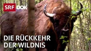 Reno Sommerhalder – Die Rückkehr der Wildnis in der Schweiz | Doku | SRF Dok