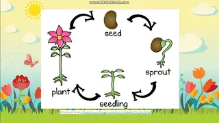 3.26 Life Cycle of Plants