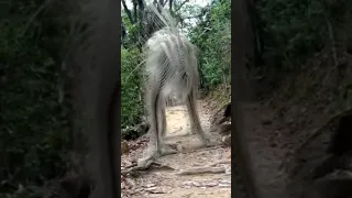 MYSTERIOUS CREATURE CAUGHT ON TRAIL CAMERA