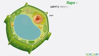 Загальний план будови рослинної клітини online video cutter com