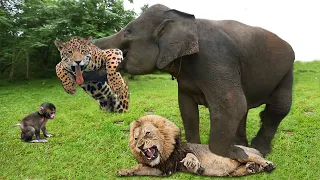 Elephant Of The God! Elephant Herd Save Baby Monkey From Leopard, Lion vs Buffalo