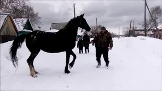 Цыгане в Панкрушихе на орловских рысаках.