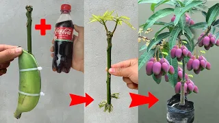 UNIQUE TECHNIQUE using green bananas and Coca Cola to successfully propagate mango trees